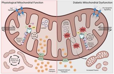 Effects of non-coding RNAs and RNA-binding proteins on mitochondrial dysfunction in diabetic cardiomyopathy